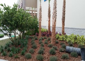 Landscaping Lakeland FL